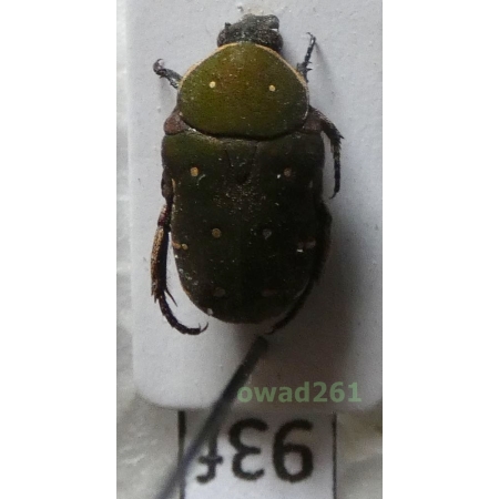 Glycyphana cuculus Burmeister, 1842 Philippines93f